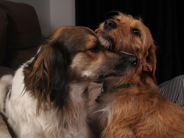 Sigue Esta Irresistible Receta para una Quiche Lorraine con Masa Casera: ¡Saborea la Tradición Francesa en Casa!