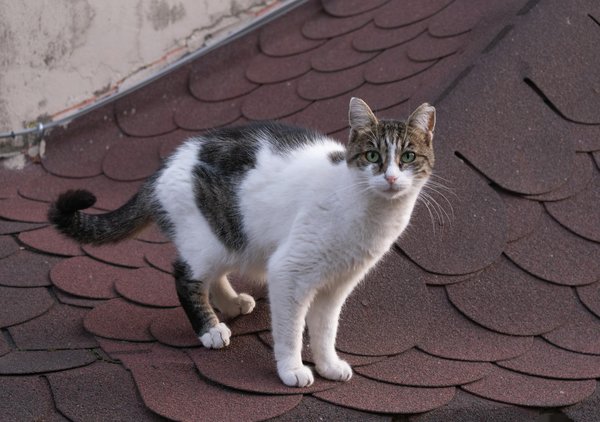 Transforma tu empresa: estrategias exitosas de responsabilidad social corporativa para impactar el mundo